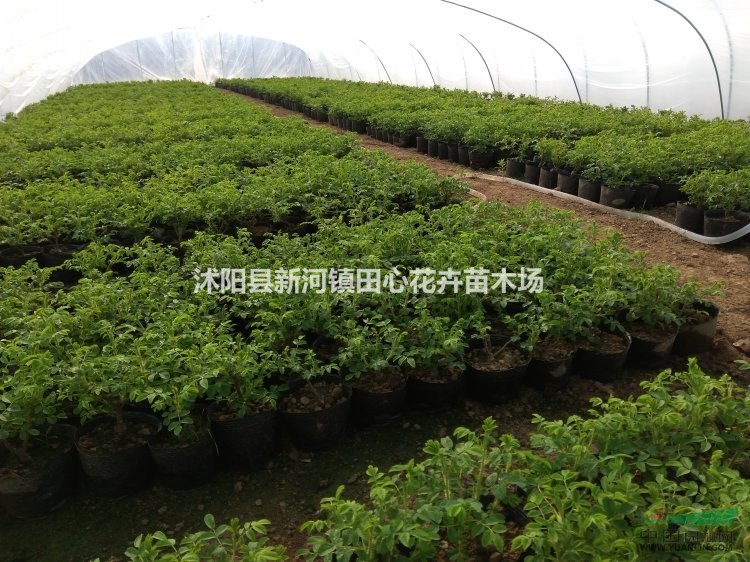 食用玫瑰盆栽苗 盆栽花卉 基地直銷 低價批發(fā)