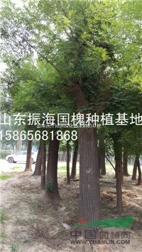 30公分國槐執(zhí)行綠化行情標準價格