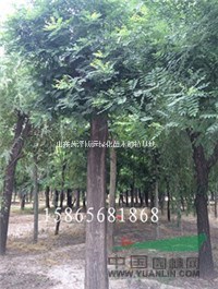30公分國槐執(zhí)行綠化行情標準價格