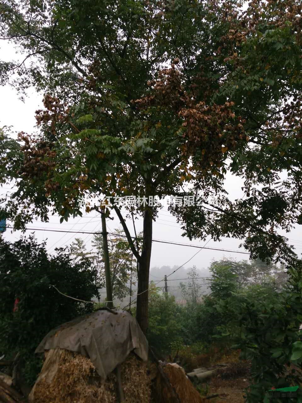 湖北欒樹丨移栽欒樹丨荊州原生欒樹
