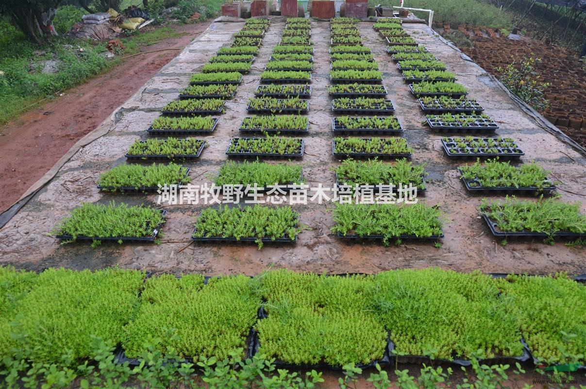 佛甲草（中核生態(tài)）：海綿城市生態(tài)建設(shè)先鋒應(yīng)用植物/佛甲草價(jià)格