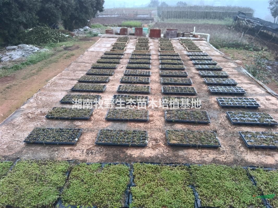 佛甲草（中核生態(tài)）：海綿城市生態(tài)建設(shè)先鋒應(yīng)用植物/佛甲草價(jià)格