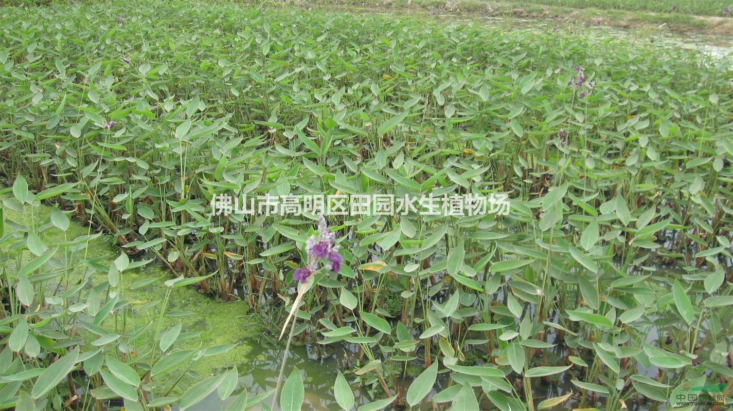 美人蕉  再力花   荷花   睡蓮  花菖蒲  風車草  