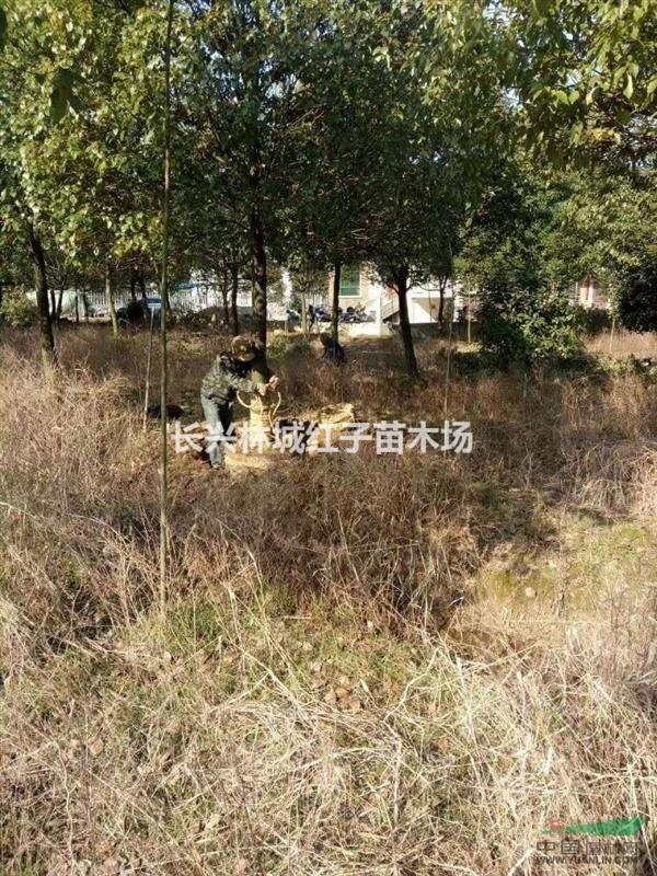 浙江供应香樟田苗，大香樟，批发供应