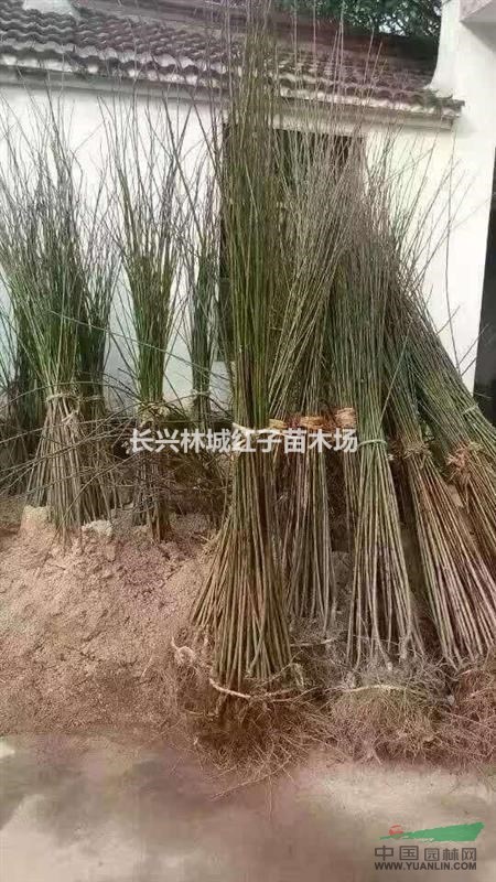红梅苗供应，存活率高