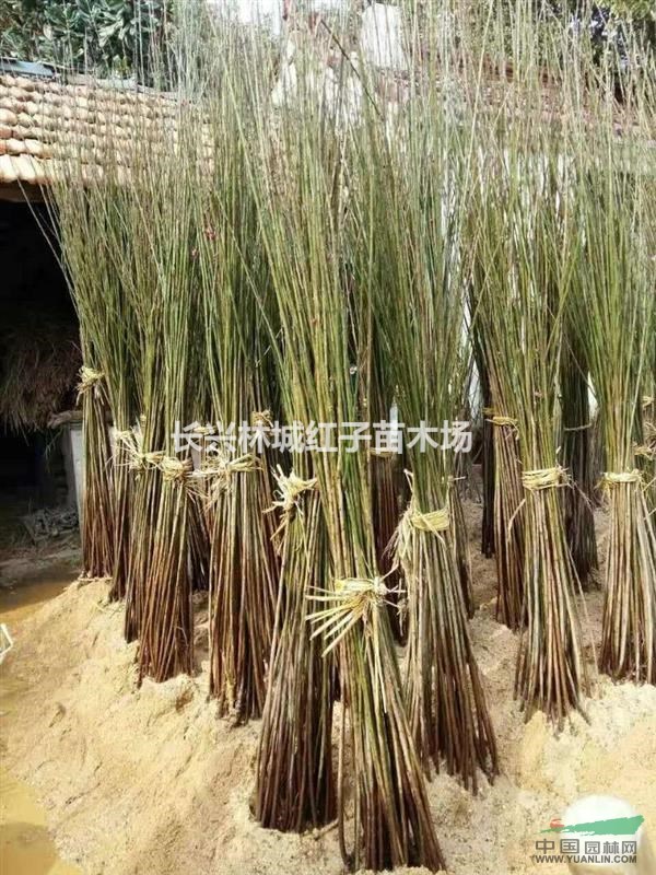 红梅苗供应，存活率高