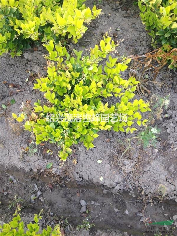 精品金森女貞地栽小毛球