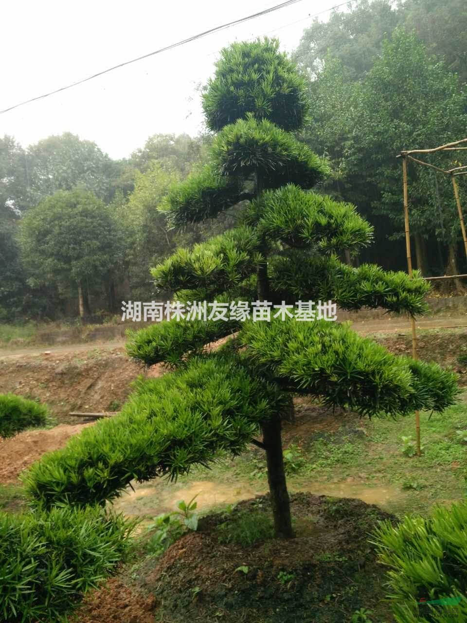 羅漢松。湖南羅漢松種植基地。原生可造型羅漢松。精品造型羅漢松