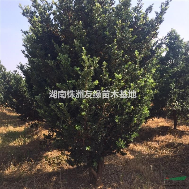 羅漢松。湖南羅漢松種植基地。原生可造型羅漢松。精品造型羅漢松