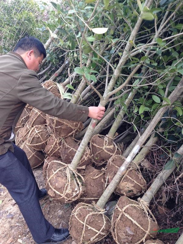 大量甩賣(mài)八月金桂！