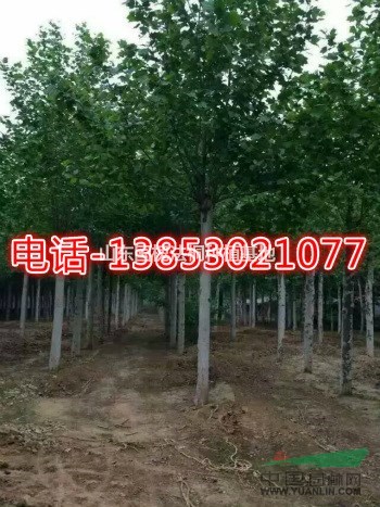 14公分法桐