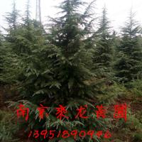 400公分雪松  4米雪松產(chǎn)地直銷