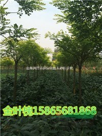 1-2.5米國槐墩子 國槐基地批發(fā)銷售 金枝槐