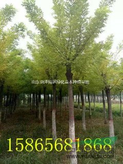 1-2.5米國槐墩子 國槐基地批發(fā)銷售 金枝槐