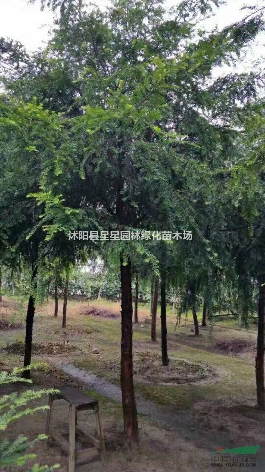 江蘇低價批發(fā)紅豆杉大樹苗