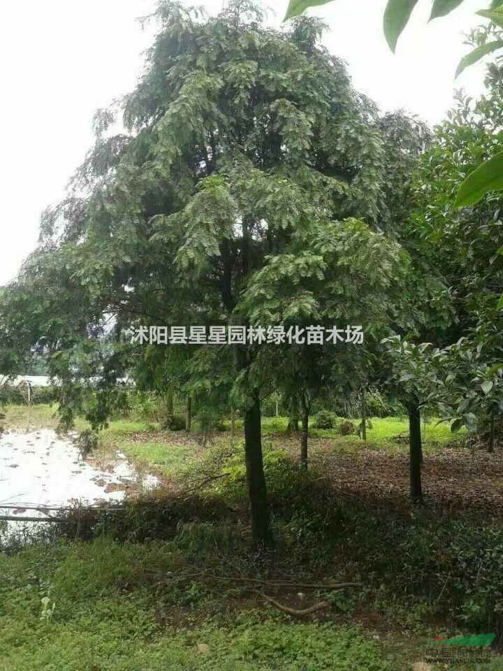 江蘇低價批發(fā)紅豆杉大樹苗