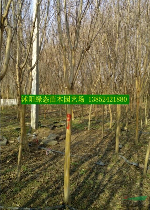 苗圃直銷紫薇價格，紫薇小苗價格，紅花紫薇價格