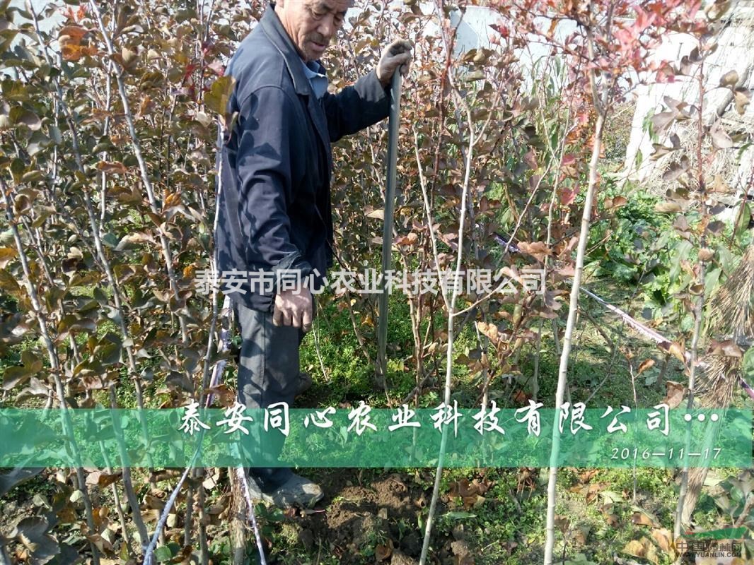 0.5公分以上蘋果實生苗 蘋果實生苗哪里有 蘋果實生苗多少錢