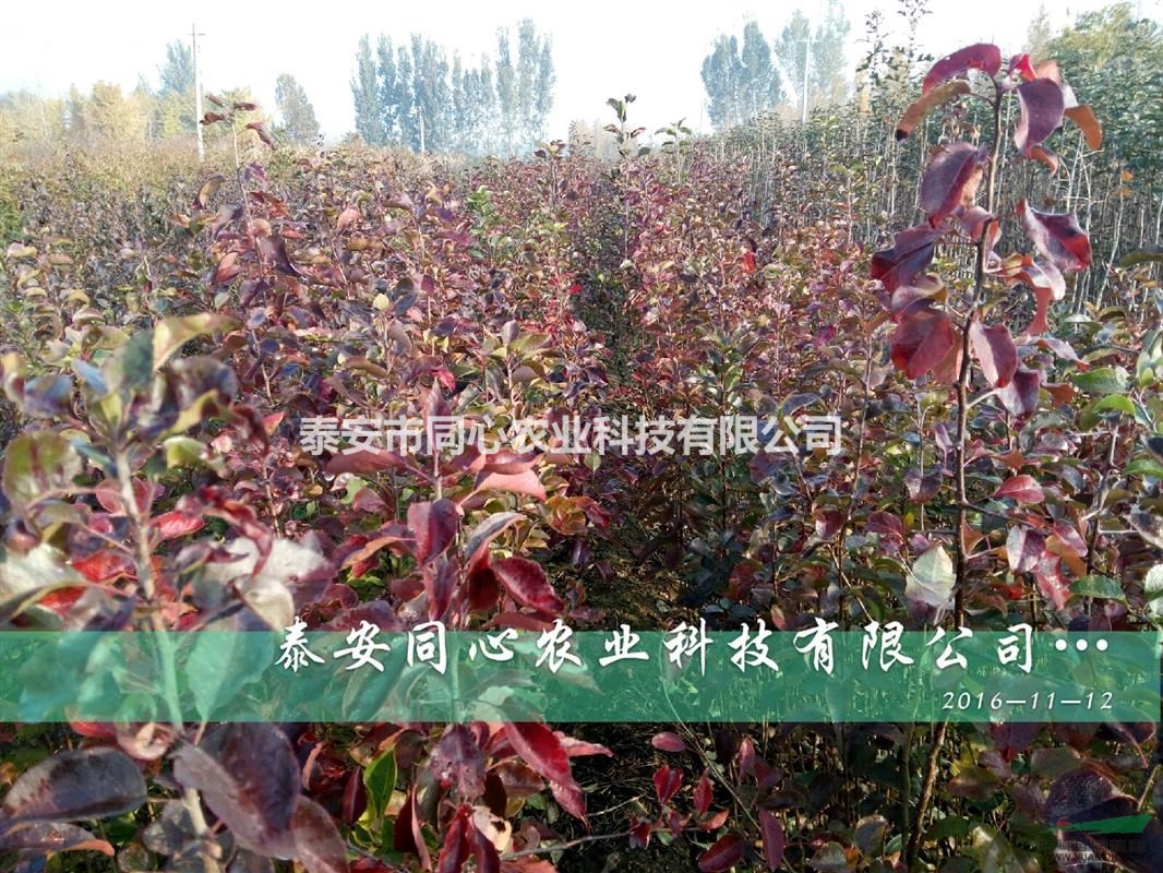 0.5公分以上蘋果實生苗 蘋果實生苗哪里有 蘋果實生苗多少錢