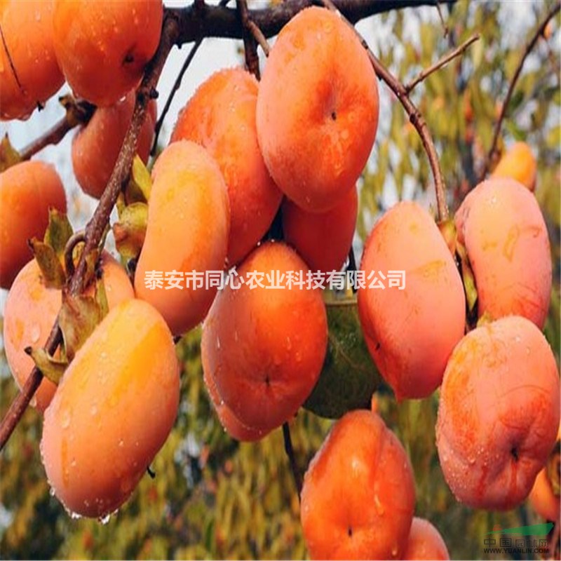 柿子苗 甜柿子苗 次郎 陽豐柿子苗品種
