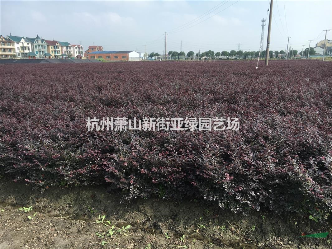 供應(yīng)紅花積木色塊，小毛球，及球