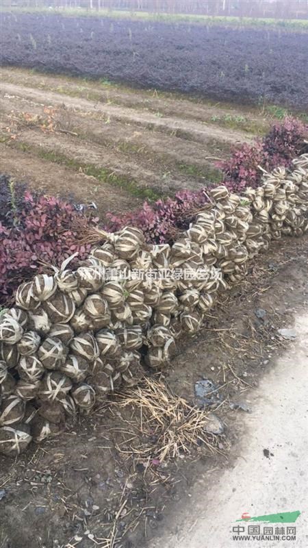 供應(yīng)紅花積木色塊，小毛球，及球