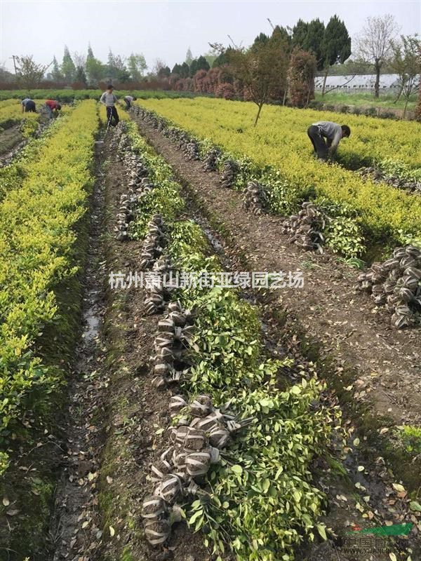 供應金森女貞，色塊，小毛球，球等