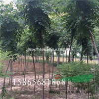 4公分北欒樹超低價(jià)處理