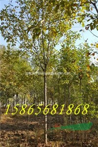 4公分速生白蠟價格7元最新價格