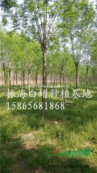 7公分速生白蠟 7公分小葉白蠟統(tǒng)一銷售