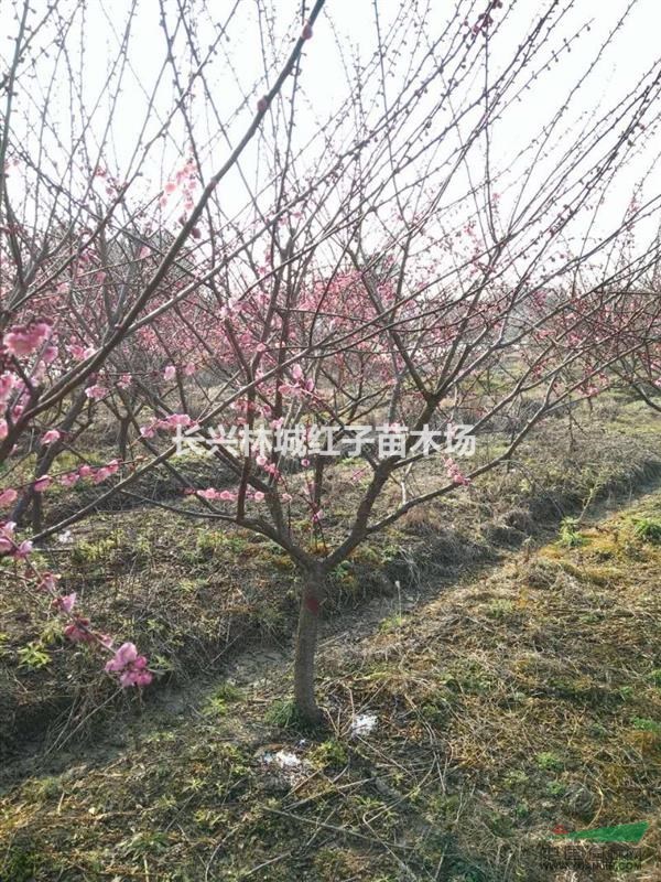 浙江长兴红梅节，观赏红梅，红梅
