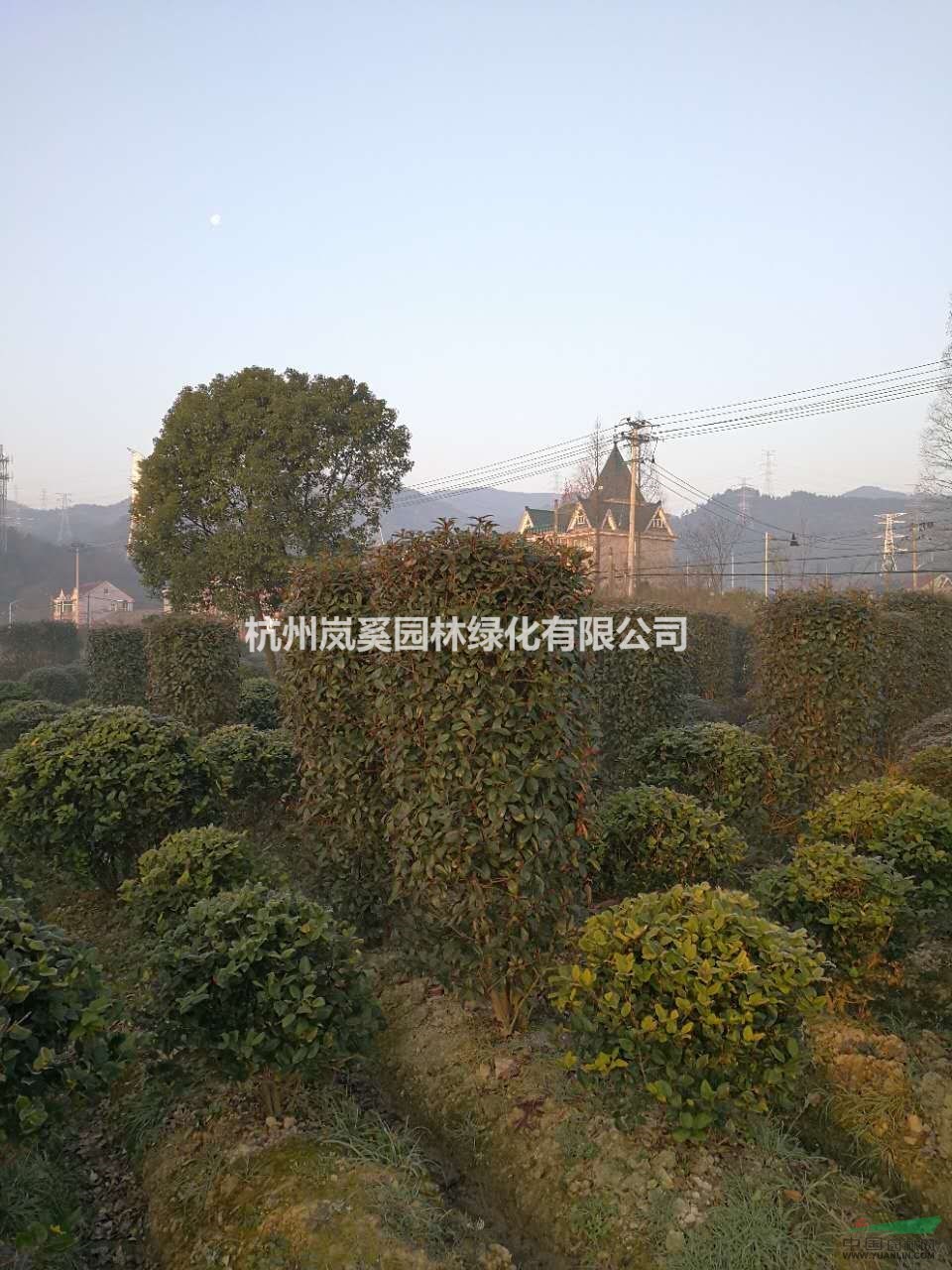 浙江蕭山供應(yīng)金森女貞球