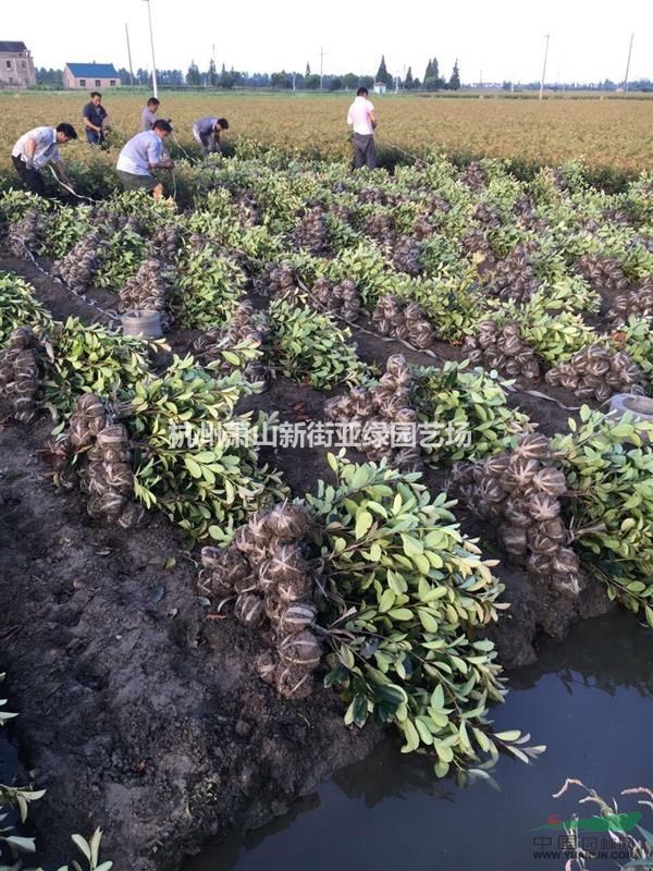 供應(yīng)紅葉石楠，色塊，小毛球，球，綠籬，柱子等