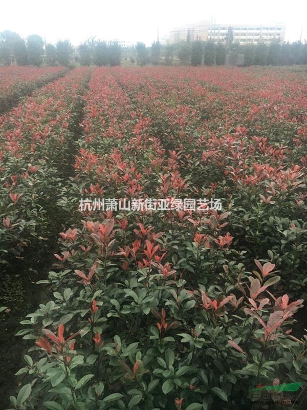 供應(yīng)紅葉石楠，色塊，小毛球，球，綠籬，柱子等