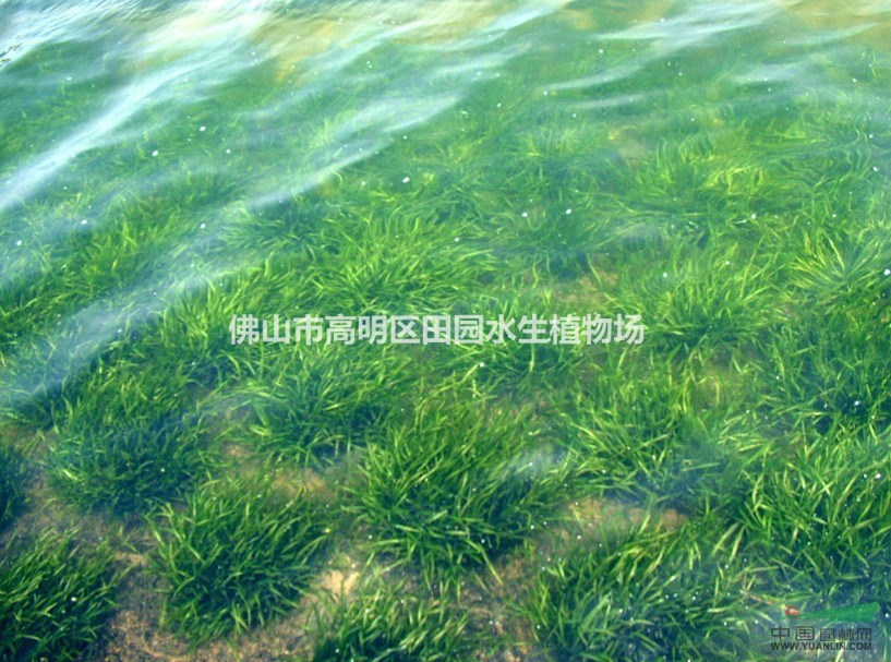 觀賞荷花，睡蓮,美人蕉，再力花，鳶尾，菖蒲，苦草，水蘊(yùn)藻
