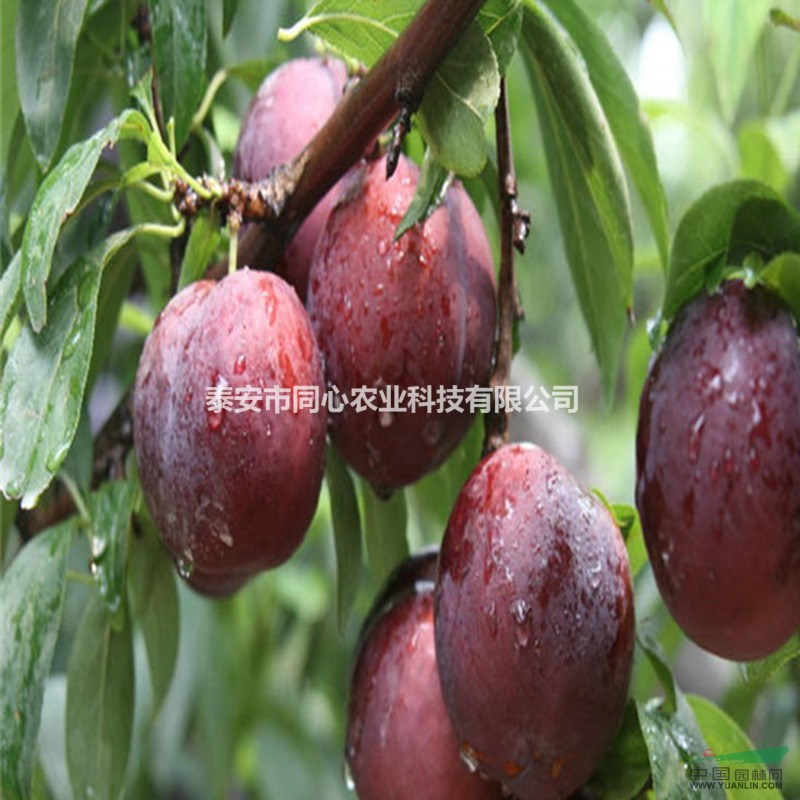 山東李子樹苗批發(fā)價(jià)格 優(yōu)質(zhì)高產(chǎn)李子苗品種