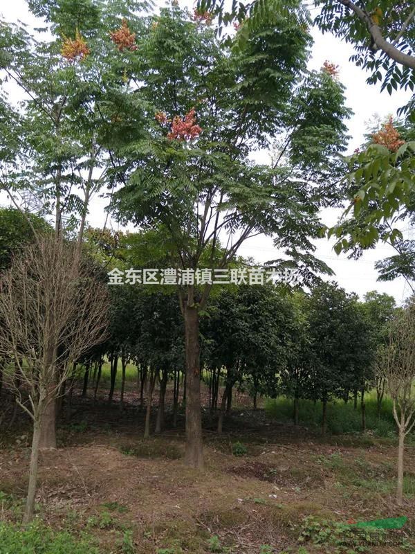 浙江金華欒樹18至25公分