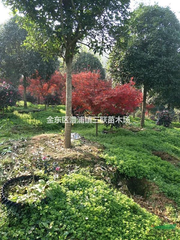 金華6-8公分紅楓 如圖所示