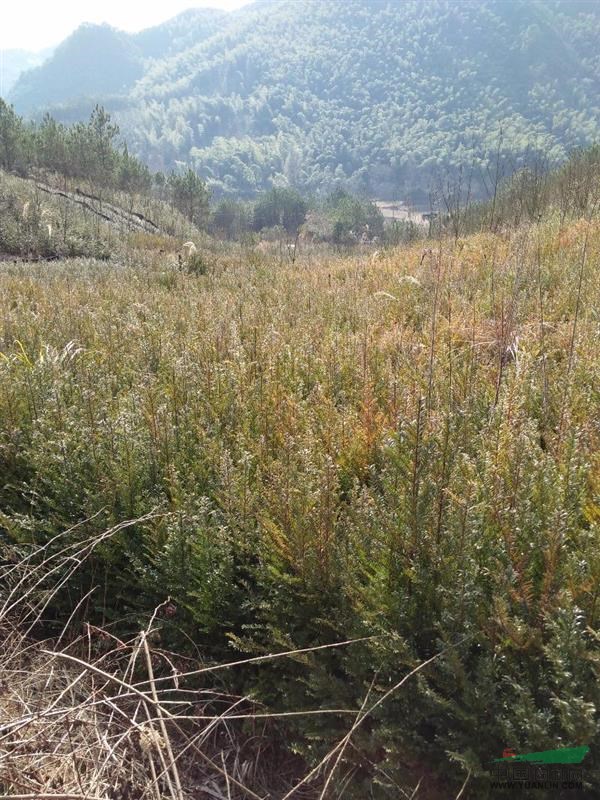 浙江地區(qū)一至十公分一年至五年苗，紅豆杉。
