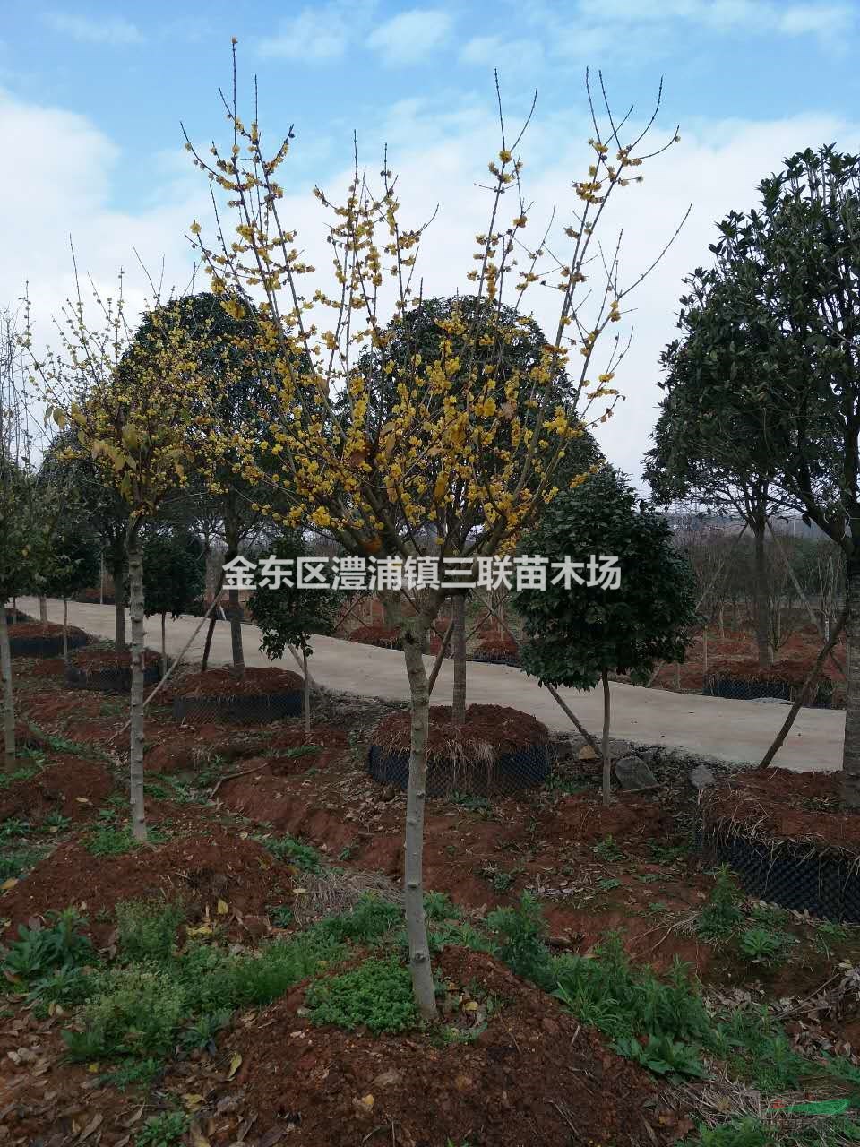 浙江地區(qū)大批量臘梅 無中介