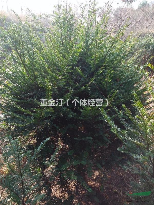 浙江紹興市新昌縣地區(qū)一至十公分一年至五年紅豆杉小苗