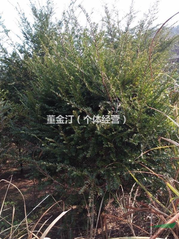 浙江紹興市新昌縣地區(qū)一至十公分一年至五年紅豆杉小苗