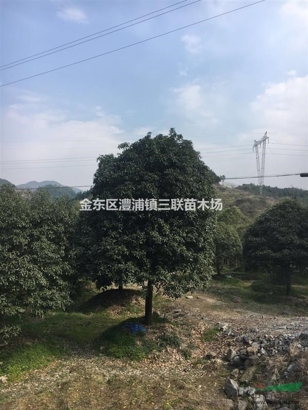 金華大桂花米徑二十五公分