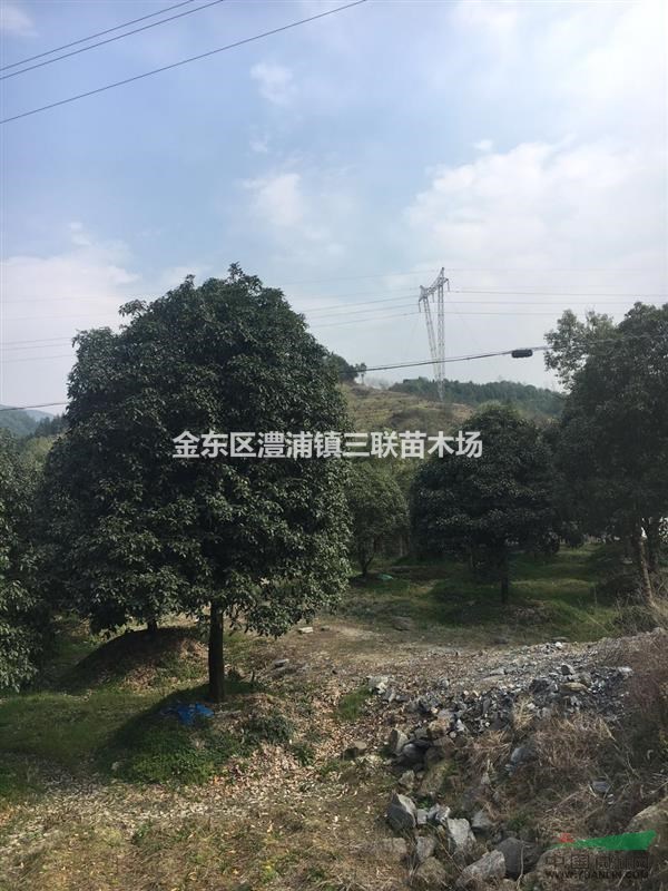 金華大桂花米徑二十五公分