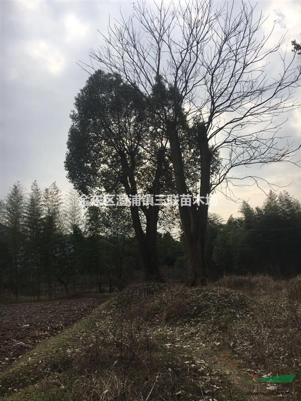 金華澧浦鎮(zhèn)65公分無(wú)患子
