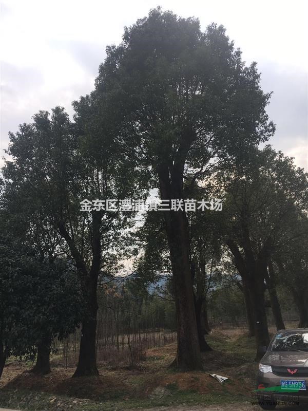 金華澧浦鎮(zhèn)65公分無(wú)患子