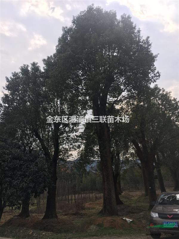 浙江金華80-100公分精品香樟