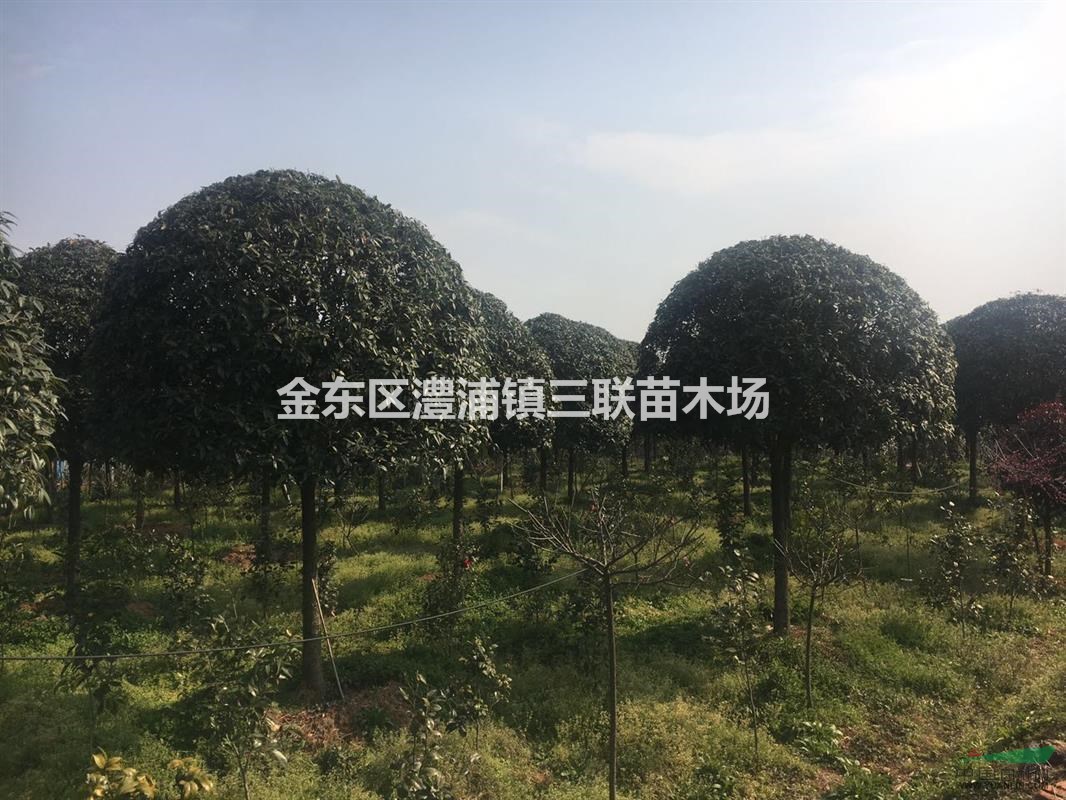 大量精品高桿桂花 質量杠杠的