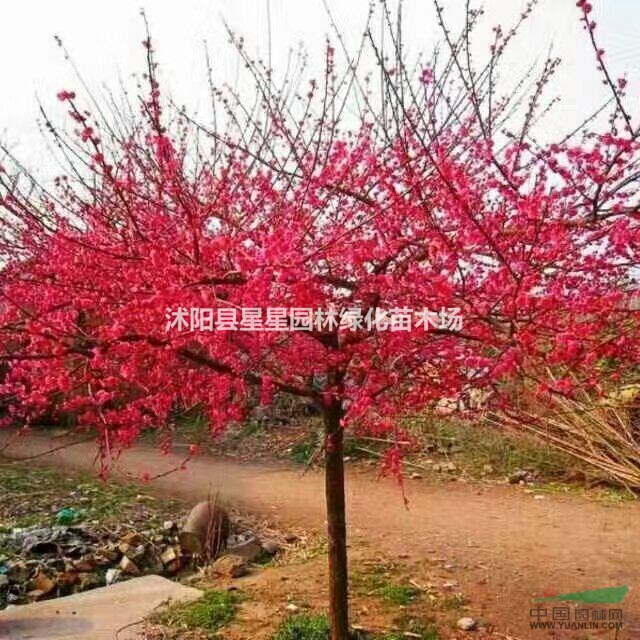 江蘇梅花基地供應(yīng)，紅梅，臘梅，榆葉梅，游龍梅，美人梅，規(guī)格全