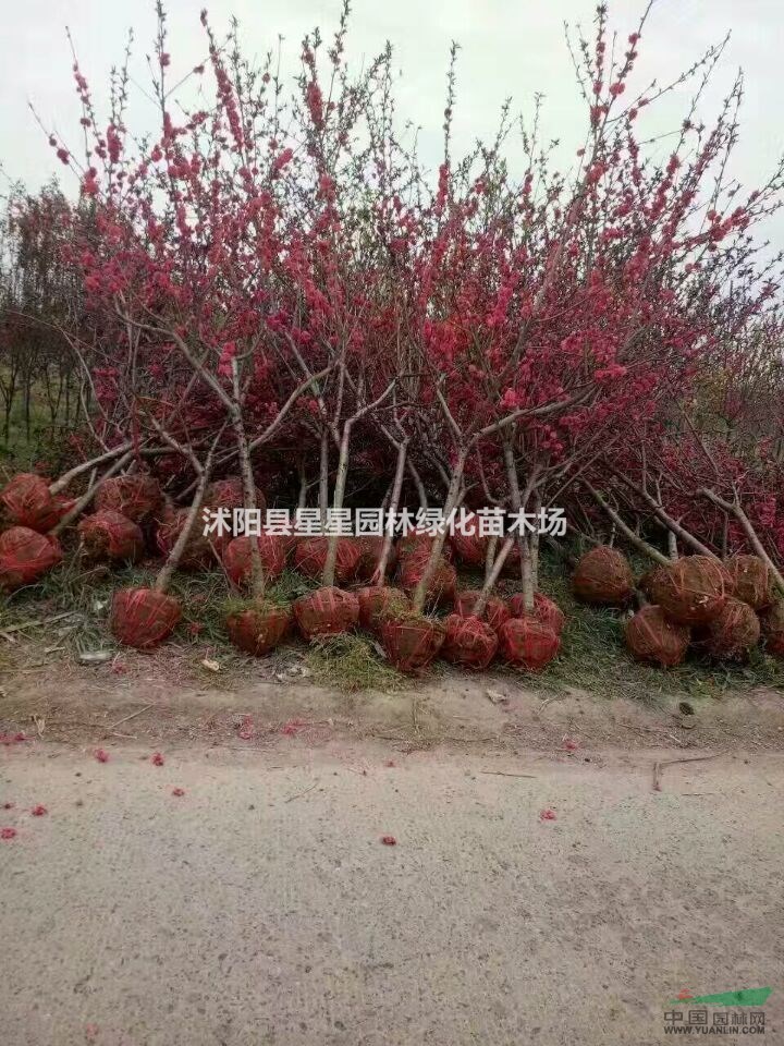 江蘇梅花基地供應(yīng)，紅梅，臘梅，榆葉梅，游龍梅，美人梅，規(guī)格全